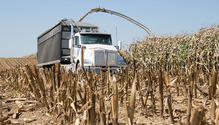 1708_10-chopping-corn