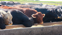 1708_12-finishing-cattle