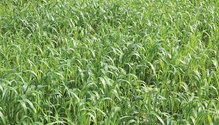 1711_20-grasses