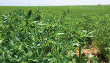1711_24-alfalfa