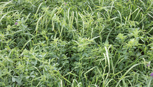 1711_29-alfalfa