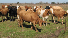 1711_30-beef