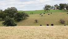 1711_32-beef-grz