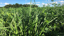 18-0809_10-alfalfa-grass
