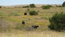 18-4-05_26-overgrazing