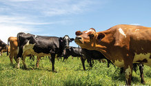 18-GrassDairy_AF_15