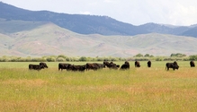 18-beef_0343