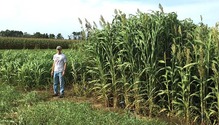 18-jan-6-sorghum-silage