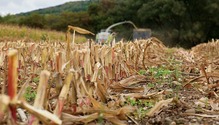 1801_HFG_11-stalks