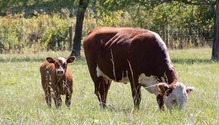 1801_HFG_14_cow-calf