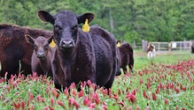 1801_HFG_18-beef-crimson