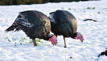1802_HFG_10-turkey
