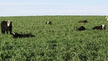 1802_HFG_32-beef-pasture