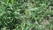 1802_HFG_6-crabgrass