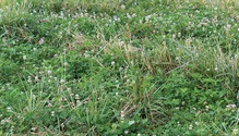 1802_HFG_8-clovers