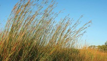 1802_HFG_bluestem