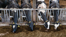 1803-HFG-10-feedbunk