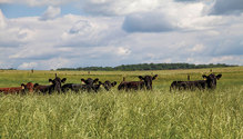 1803-HFG-26-beef-cattle