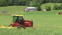1803_HFG_10-orchardgrass