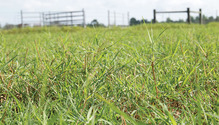 1803_HFG_14_pasture