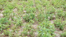 1803_HFG_16-alfalfa