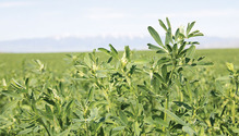 1803_HFG_22_alfalfa