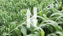 1803_HFG_24_oats-sorghum