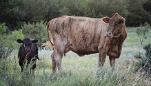 1803_HFG_26_cow-calf