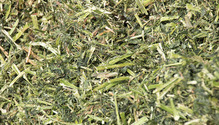 1803_HFG_30-corn-silage