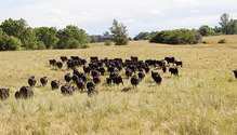 1803_HFG_8_dry-grazing