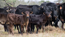 1804-05_10-beef