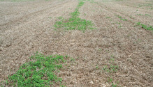 1804-05_14-winterkill