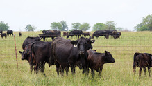 1804-05_22-beef-grazing