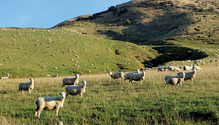 1804-05_24-NZ-sheep