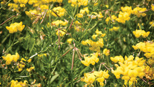 1804-05_30-forage
