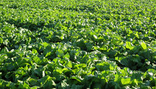 1808-HFG-24-greens