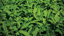 1808-HFG-30-hemp