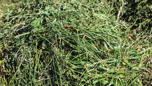 1811-HFG-25-alfalfa-grass