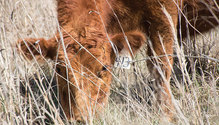 1811_HFG-16-beef-calf
