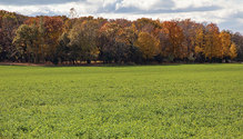 1811_HFG-24-alfalfa-field