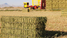 1811_HFG-6-Bales-sales