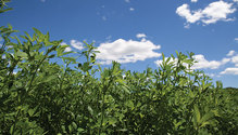 1811_HFG_30-reduced-lignin