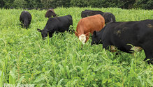 19-Quick-n-big-crabgrass-grazing