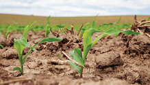 1902_16-HFG-young-corn-plant