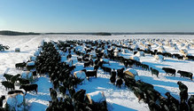 1902_HFG-22-bale-grazing