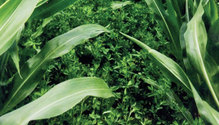 1902_HFG-26-corn-alfalfa