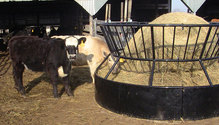 1902_HF_18-beef