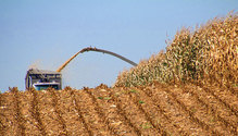 1902_HF_32-silage-chopping