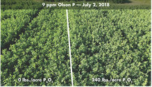 1903_HFG_12-alfalfa