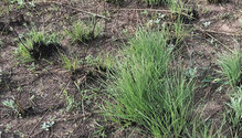 1903_HFG_19-grass